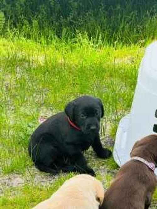 PureBread Labrador Retriever Puppies for sale in Whitechapel, City of London, Greater London