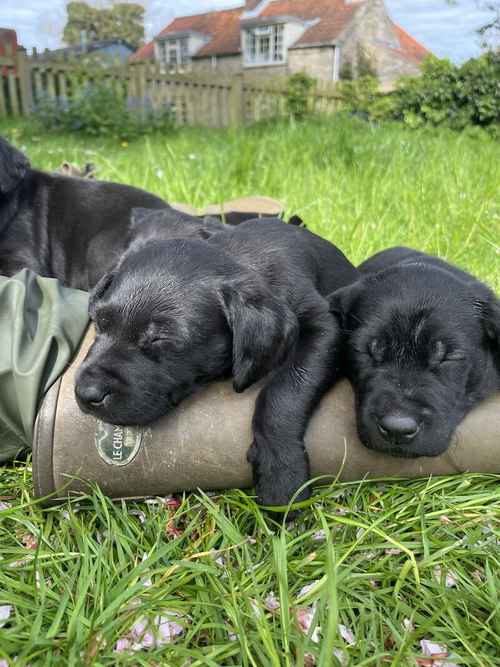 Quality black lab pups for sale in Helmsley, North Yorkshire