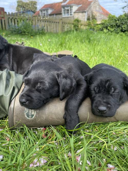 Quality black lab pups for sale in Helmsley, North Yorkshire - Image 1