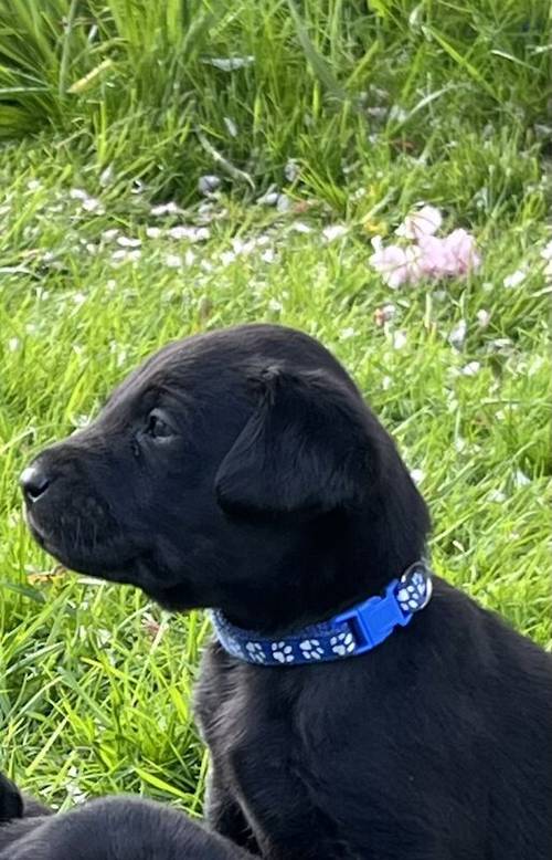 Quality black lab pups for sale in Helmsley, North Yorkshire - Image 2