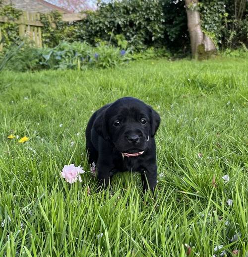 Quality black lab pups for sale in Helmsley, North Yorkshire - Image 3