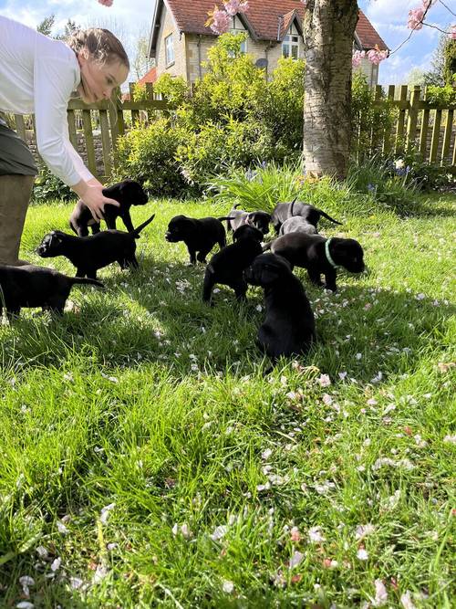 Quality black lab pups for sale in Helmsley, North Yorkshire - Image 5