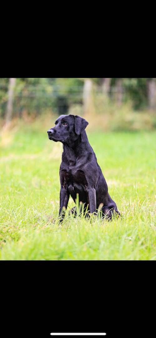 Quality black lab pups for sale in Helmsley, North Yorkshire - Image 6