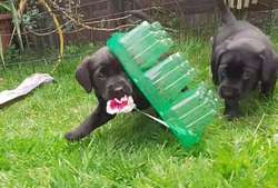 Quality Black Labrador Puppies for sale in Loughborough, Leicestershire | Image 2