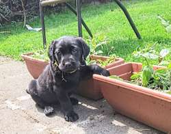 Quality Black Labrador Puppies for sale in Loughborough, Leicestershire | Image 3