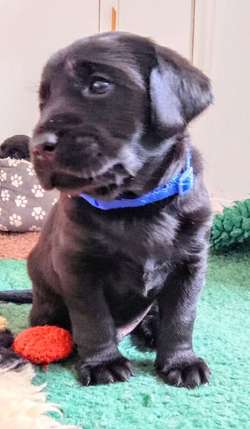 Quality Black Labrador Puppies for sale in Loughborough, Leicestershire | Image 4