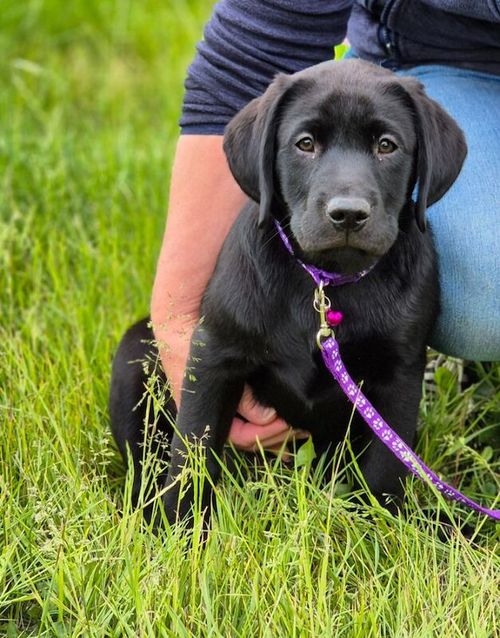 Quality Black Labs KC reg Extensively Health tested Parents 5* Licensed Ready Now for sale in Gainsborough, Lincolnshire