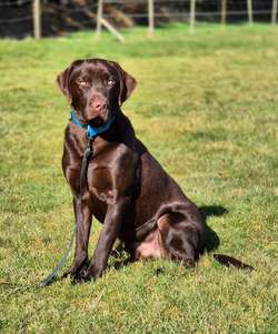 Quality Black Labs KC reg Extensively Health tested Parents 5* Licensed Ready Now for sale in Gainsborough, Lincolnshire | Image 2