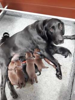 Quality Black Labs KC reg Extensively Health tested Parents 5* Licensed Ready Now for sale in Gainsborough, Lincolnshire | Image 3