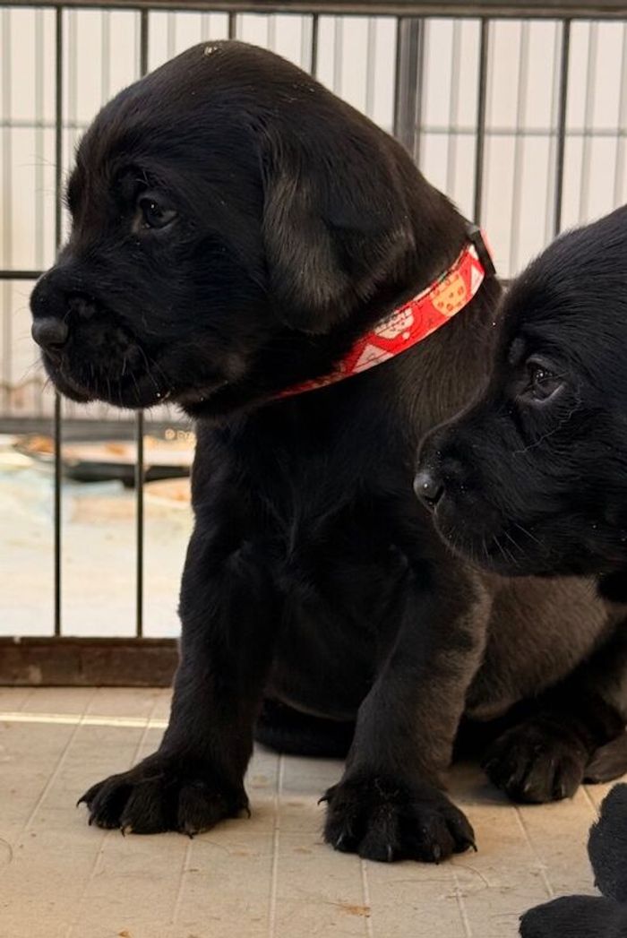 Labrador Retriever puppies for sale in Dewsbury, West Yorkshire – 4 weeks old