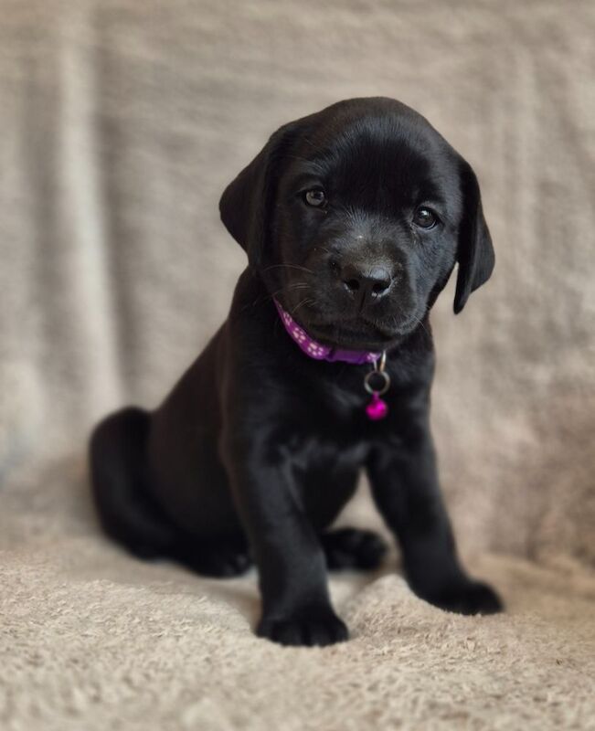 Quality Chunky Lab Pups - extensively Health tested Parents