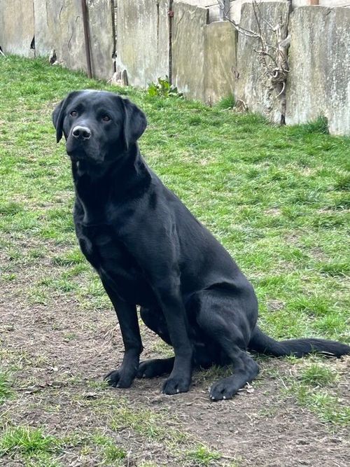 Quality fox red/black KC reg working Labradors for sale in Rochdale, Greater Manchester