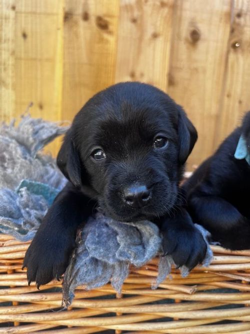 Quality fox red/black KC reg working Labradors for sale in Rochdale, Greater Manchester