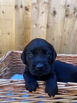 Quality fox red/black KC reg working Labradors for sale in Rochdale, Greater Manchester | Image 2