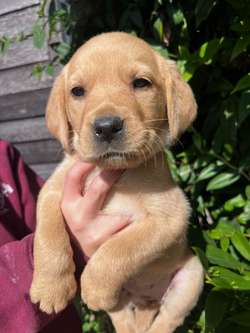 Quality fox red/black KC reg working Labradors for sale in Rochdale, Greater Manchester | Image 3