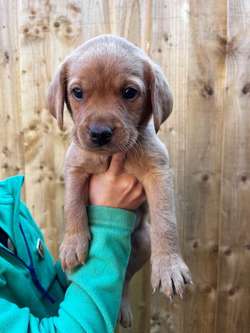 Quality fox red/black KC reg working Labradors for sale in Rochdale, Greater Manchester | Image 4