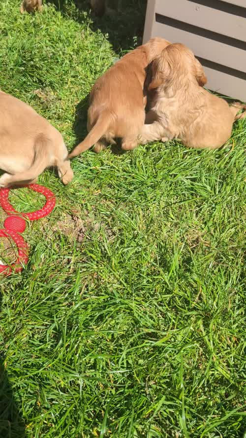 Quality Health Tested Cocker Spaniel Puppies for sale in Ammanford / Rhydaman, Dyfed