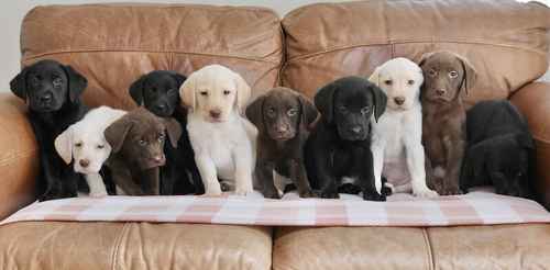 Quality Health Tested Labrador Puppies for sale in Swansea