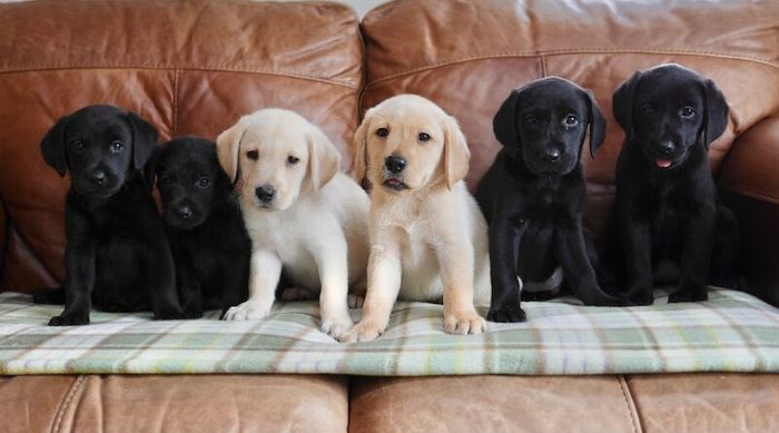 Labrador Retriever puppies for sale in Swansea / Abertawe, West Glamorgan – 3 months old
