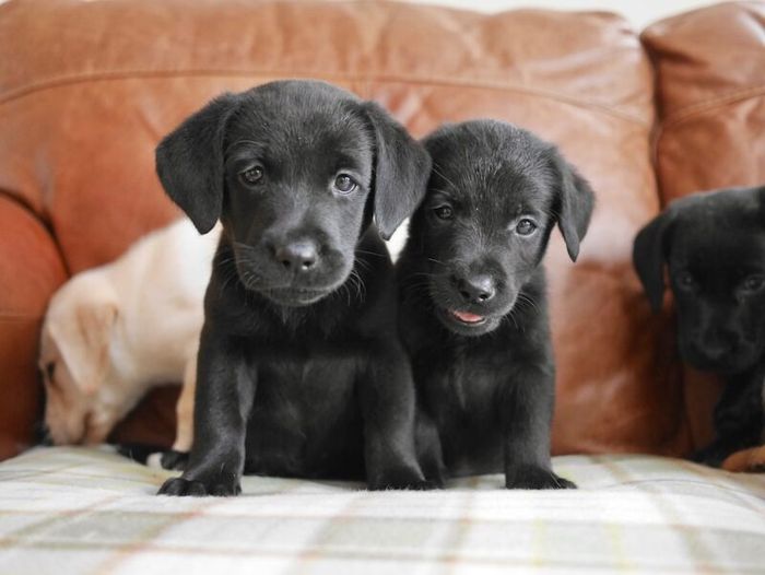 Labrador Retriever puppies for sale in Swansea / Abertawe, West Glamorgan – 3 months old - Image 3 of 15