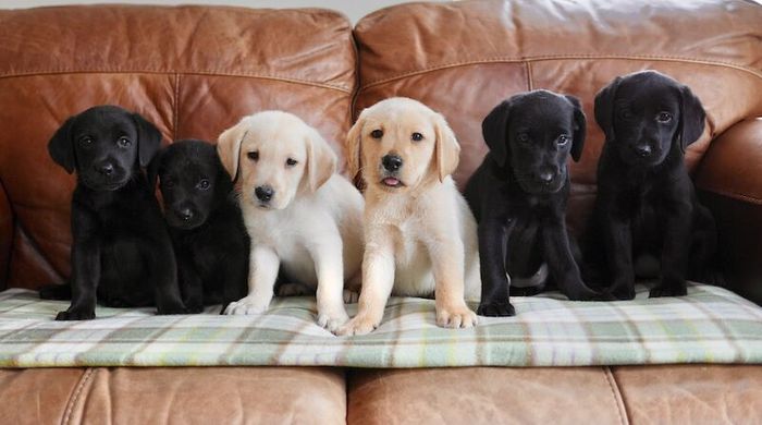 Labrador Retriever puppies for sale in Swansea / Abertawe, West Glamorgan – 3 months old - Image 4 of 15