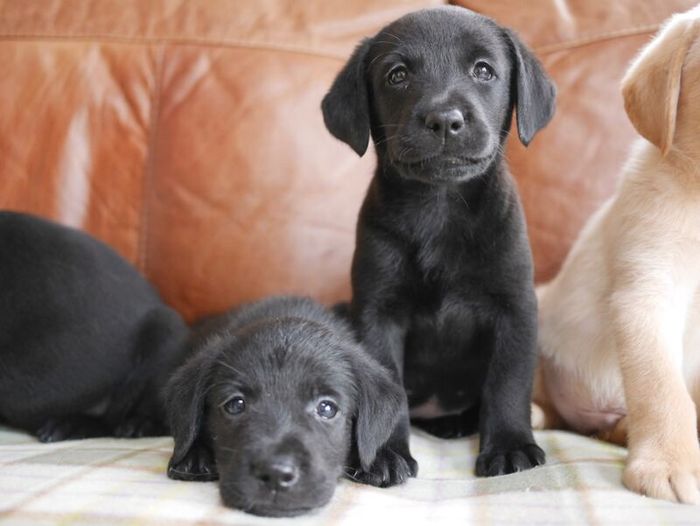 Labrador Retriever puppies for sale in Swansea / Abertawe, West Glamorgan – 3 months old - Image 5 of 15