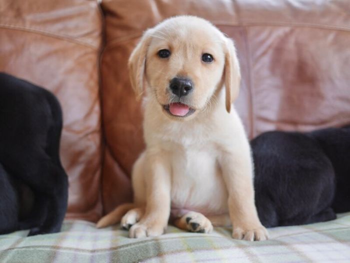Labrador Retriever puppies for sale in Swansea / Abertawe, West Glamorgan – 3 months old - Image 6 of 15