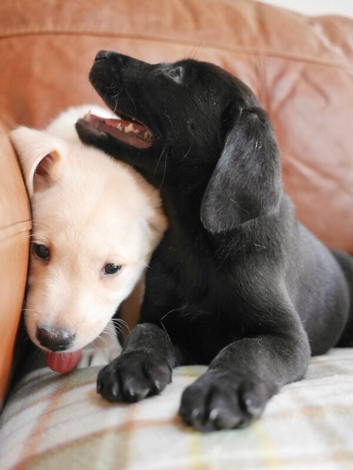 Labrador Retriever puppies for sale in Swansea / Abertawe, West Glamorgan – 3 months old - Image 8 of 15