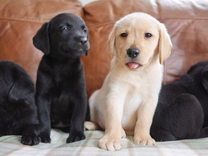 Labrador Retriever puppies for sale in Swansea / Abertawe, West Glamorgan – 3 months old - Image 9 of 15