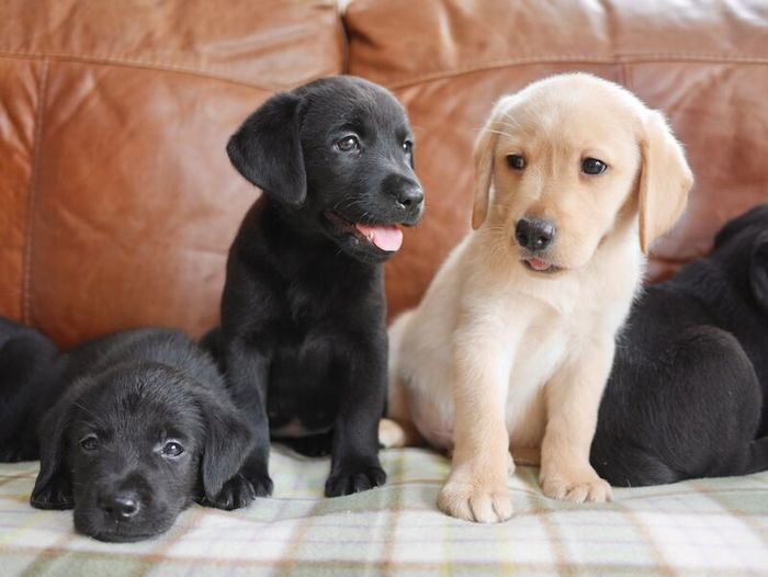 Labrador Retriever puppies for sale in Swansea / Abertawe, West Glamorgan – 3 months old - Image 10 of 15