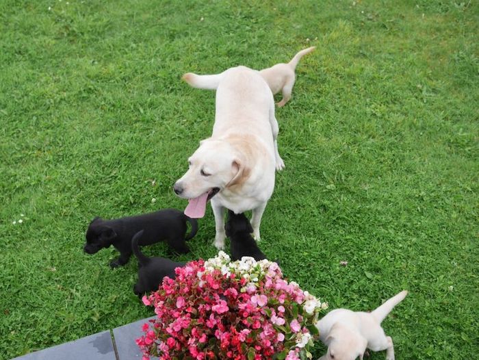 Labrador Retriever puppies for sale in Swansea / Abertawe, West Glamorgan – 3 months old - Image 11 of 15