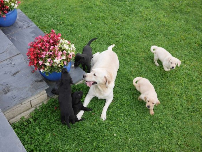 Labrador Retriever puppies for sale in Swansea / Abertawe, West Glamorgan – 3 months old - Image 12 of 15
