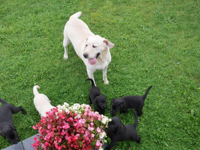 Labrador Retriever puppies for sale in Swansea / Abertawe, West Glamorgan – 3 months old - Image 13 of 15
