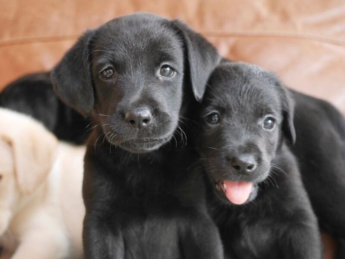 Labrador Retriever puppies for sale in Swansea / Abertawe, West Glamorgan – 3 months old - Image 14 of 15