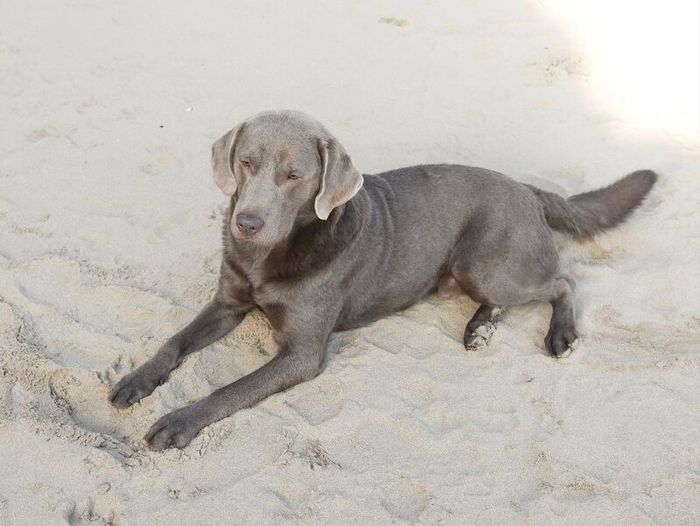 Labrador Retriever puppies for sale in Swansea / Abertawe, West Glamorgan – 3 months old - Image 15 of 15