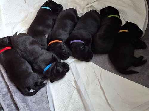 Quality home bred KC registered labrador puppies for sale in Llangollen, Denbighshire