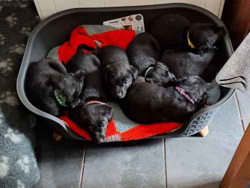 Quality home bred KC registered labrador puppies for sale in Llangollen, Denbighshire