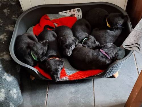 Quality home bred KC registered labrador puppies for sale in Llangollen, Denbighshire - Image 1