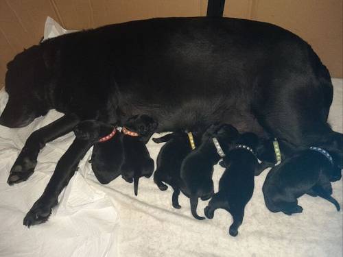 Quality home bred KC registered labrador puppies for sale in Llangollen, Denbighshire - Image 2