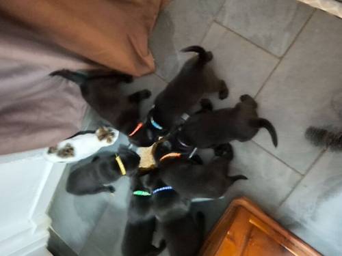 Quality home bred KC registered labrador puppies for sale in Llangollen, Denbighshire - Image 3