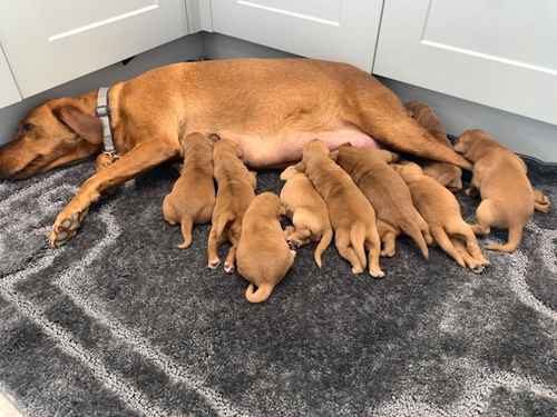 QUALITY KC WORKING FOX RED FULLY HEALTH TESTED LABS - HIP/ELBOW, CLEAR EYES, LOW COI, DNA CLEAR, MOCHUTO LINES for sale in Addlestone, Surrey