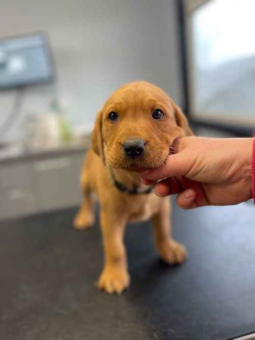 Quality KC Fox Red Labrador *ONE BOY LEFT* for sale in Richmond, North Yorkshire