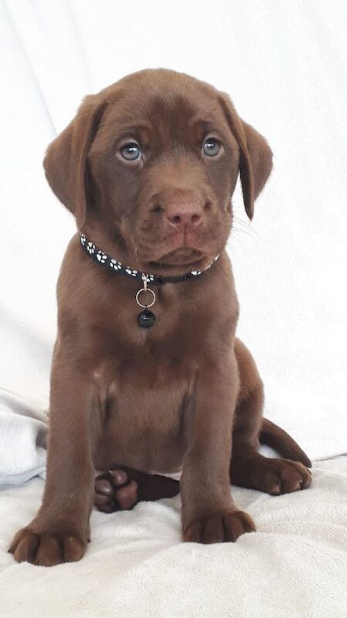 Quality KC Reg Pups Chocolate & Black Extensively Health Tested Parents for sale in Gainsborough, Lincolnshire