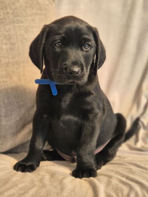 Ready Now - Quality KC Reg Pups Chocolate & Black Extensively Health Tested Parents for sale in Gainsborough, Lincolnshire