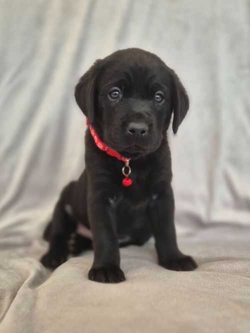 Ready Now - Quality KC Reg Pups Chocolate & Black Extensively Health Tested Parents for sale in Gainsborough, Lincolnshire