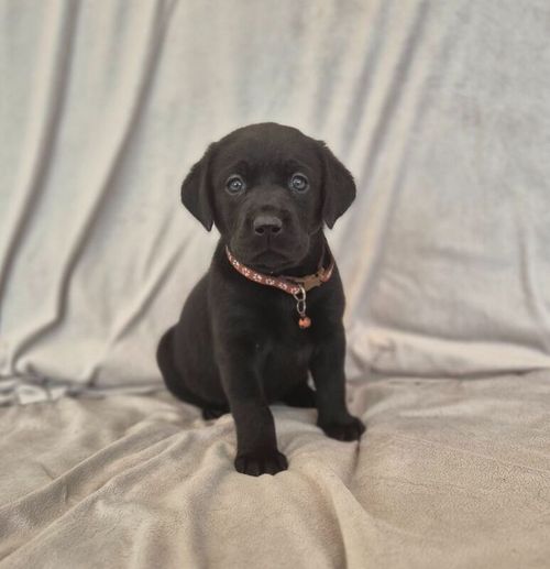 Quality KC Reg Pups from Extensively Health Tested Parents for sale in Gainsborough, Lincolnshire