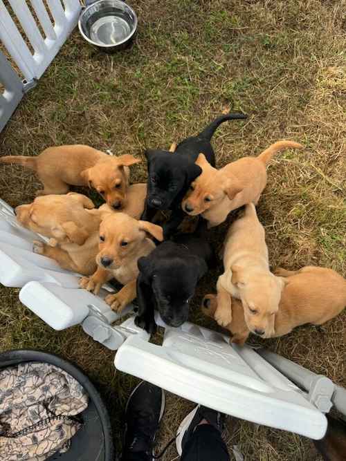 Quality kc registered Labrador puppies for sale in Halstead, Essex