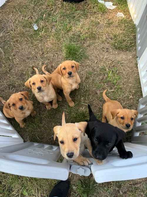 Quality kc registered Labrador puppies for sale in Halstead, Essex