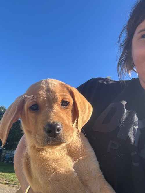 Quality kc registered Labrador puppies for sale in Halstead, Essex