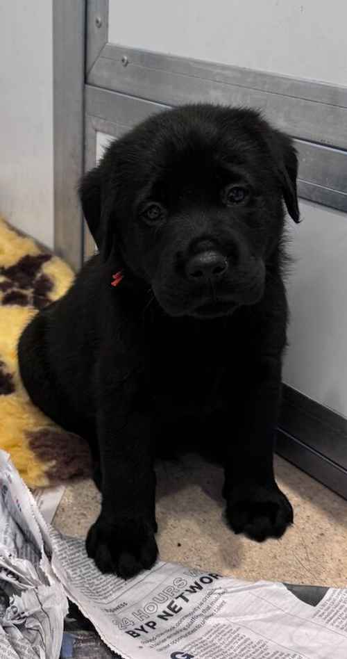 Quality KC Registered Labrador Retriever Puppies for sale in Launceston, Cornwall